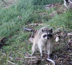 Raccoon Rumble: Nearly 100 Furry Intruders Swarm Washington Woman’s Yard!