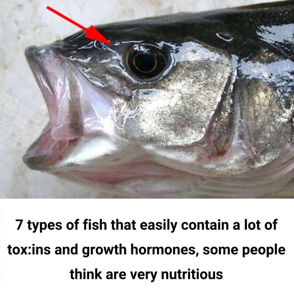 7_types_of_fish_contain_a_lot_of_lead_and_mercury-2