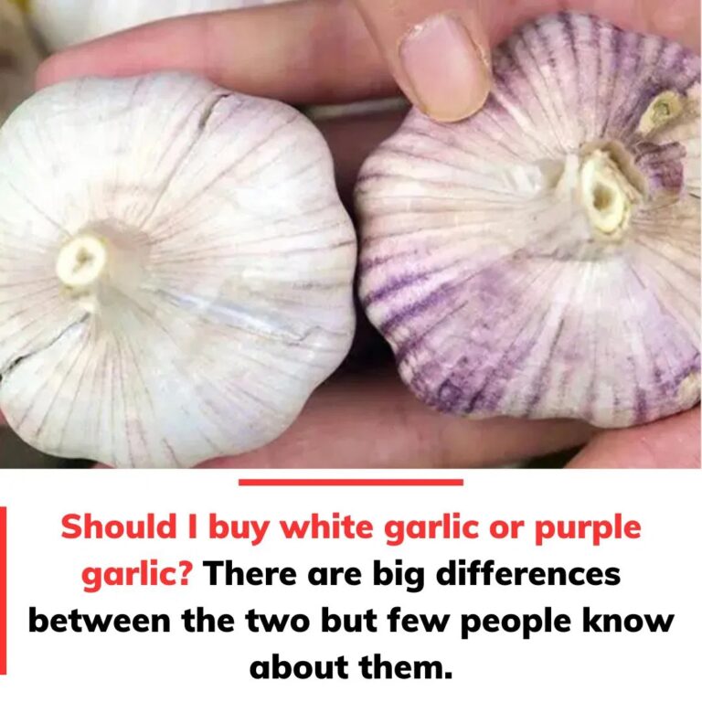 Should_I_buy_white_garlic_or_purple_garlic_-2