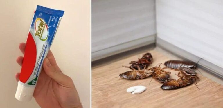 The_toothpaste_trick_to_get_rid_of_cockroaches_and_roaches_forever-1