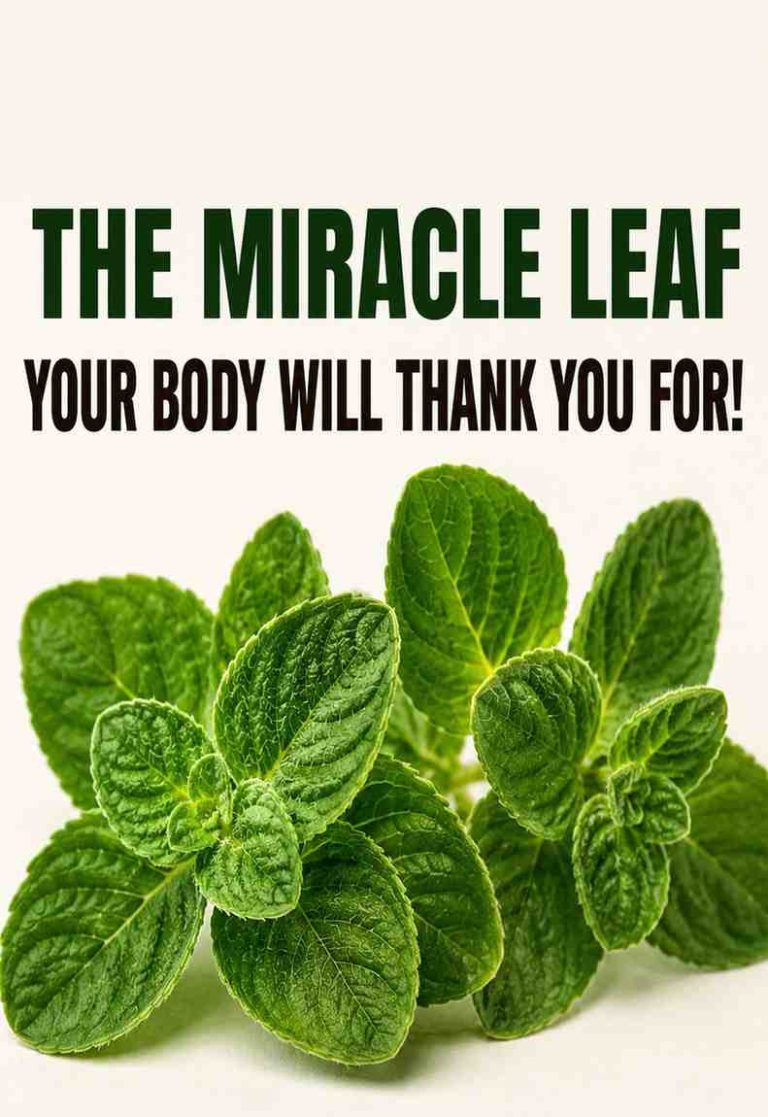 The Miracle Leaf Many Seniors Are Rediscovering Why this plant Is Getting So Much Attention