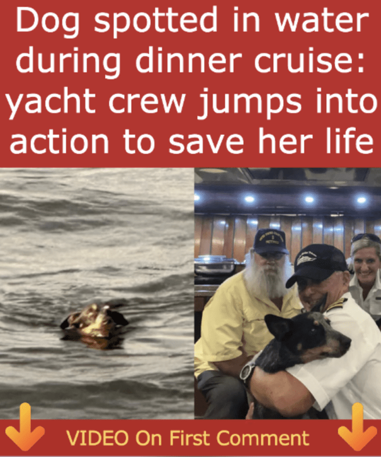 dog-save-cruise