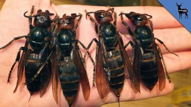 insect-prevention-summer