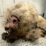 This dog was found in the middle of the road. His fur was so matted it looked like a wig. But after being rescued, he’s unrecognizable! See what he looks like that everyone is talking about