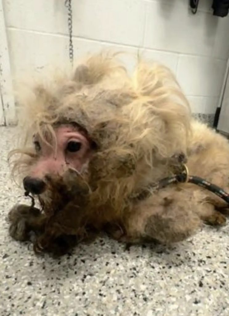 This dog was found in the middle of the road. His fur was so matted it looked like a wig. But after being rescued, he’s unrecognizable! See what he looks like that everyone is talking about