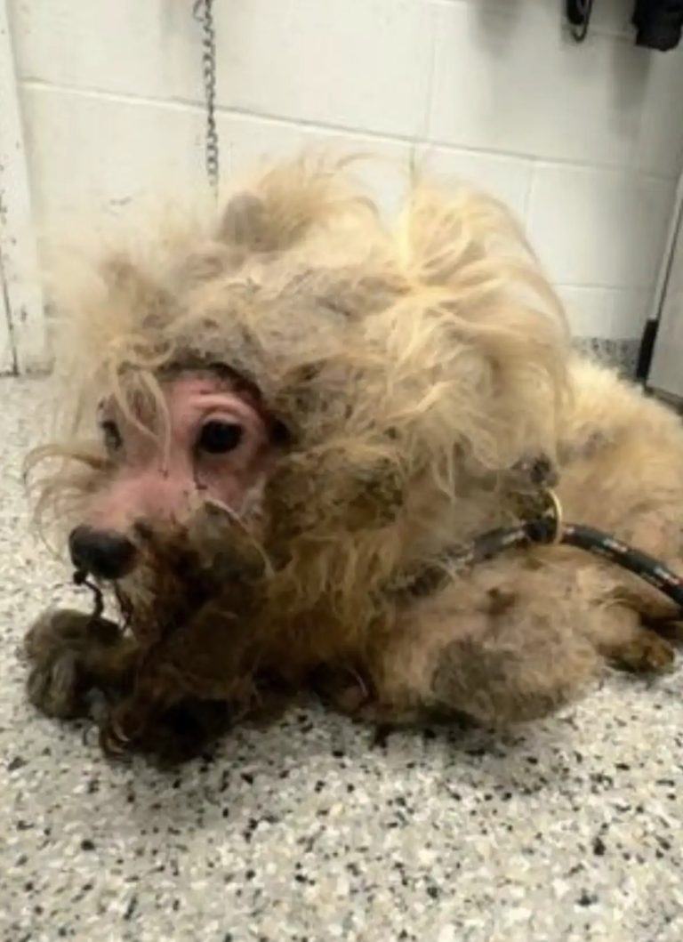 This dog was found in the middle of the road. His fur was so matted it looked like a wig. But after being rescued, he’s unrecognizable! See what he looks like that everyone is talking about